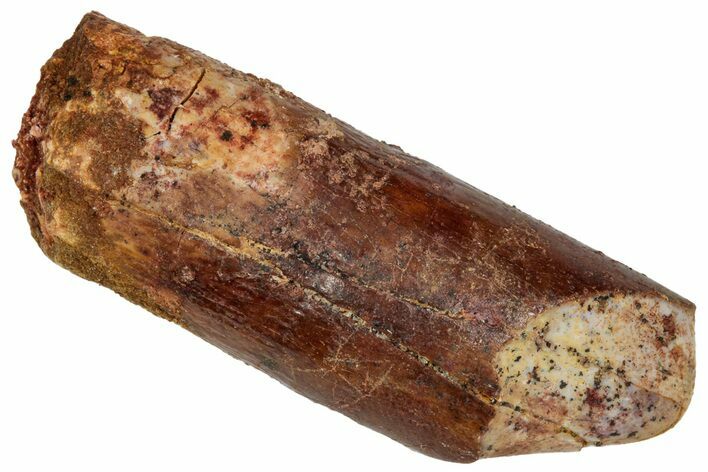 Fossil Sauropod Dinosaur (Titanosaur) Tooth - Morocco #332500